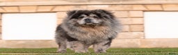 Chow Chow dogs for stud: blue Merle carry tan gene in Doncaster - Advert 1
