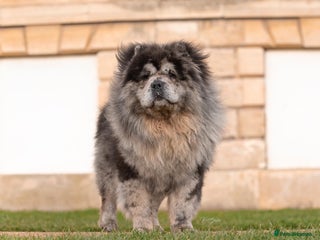 Chow Chow dogs in Doncaster - Advert 35