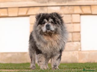 Chow Chow dogs blue Merle carry tan gene in Doncaster - Advert 2