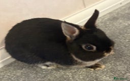 Netherland Dwarf rabbits for sale: Netherlands dwarf - Image 5