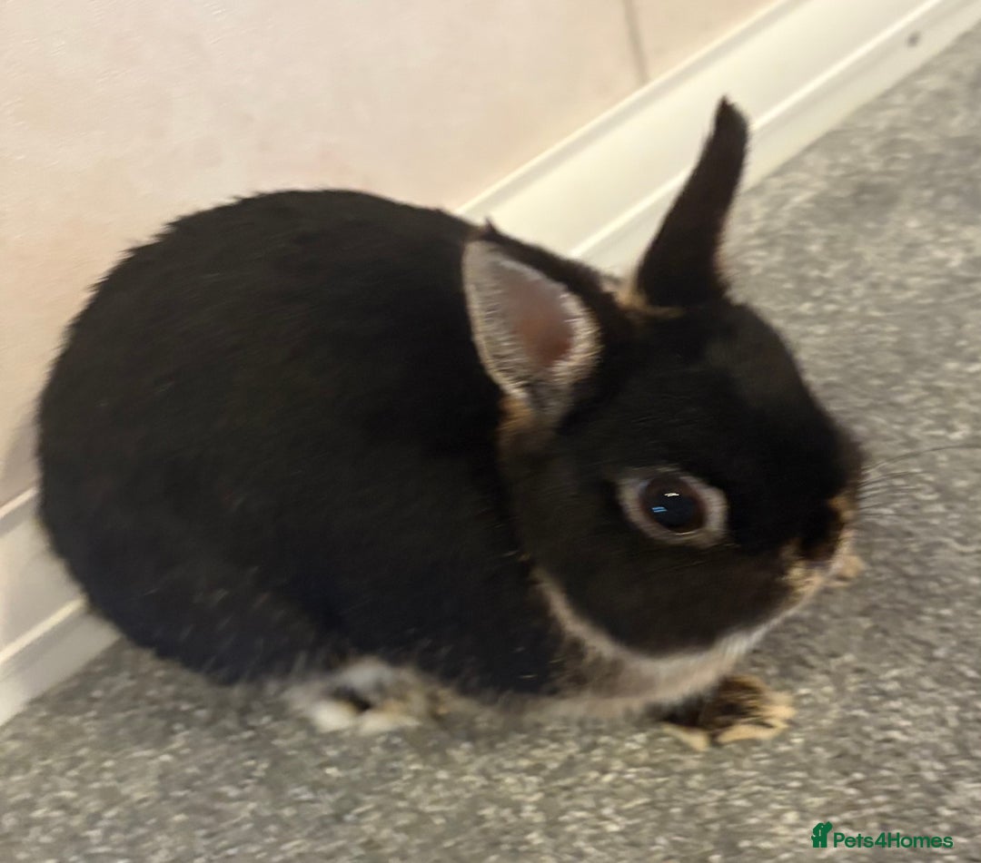 Netherland Dwarf rabbits for sale: Netherlands dwarf - Image 5