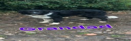 Border Collie dogs for sale: 6 Border collie pups - Advert 17