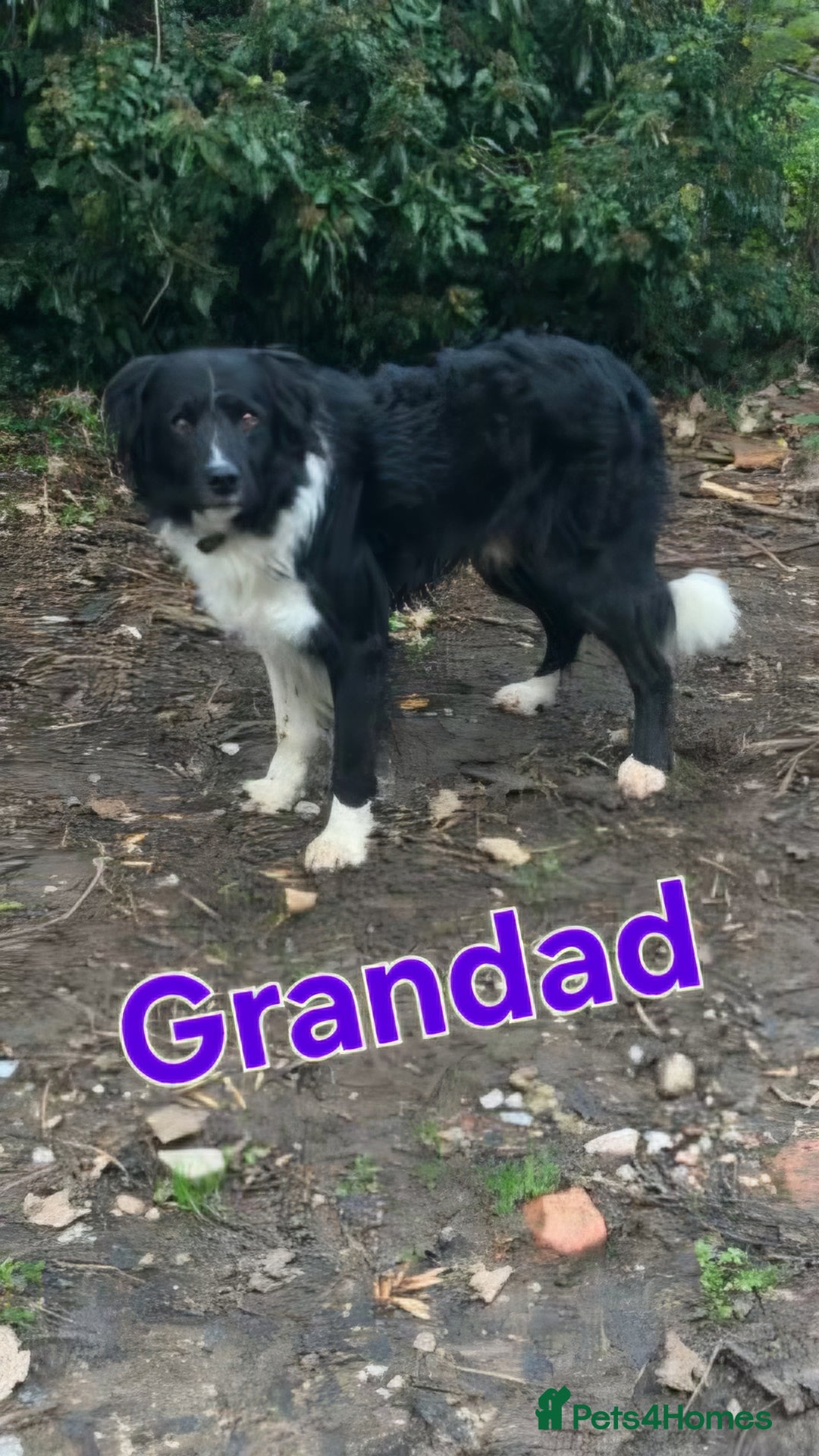 Border Collie dogs for sale: 6 Border collie pups - Advert 17