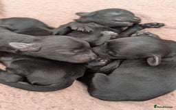 Cockapoo dogs for sale: Adorable Puppies Looking for Their Forever Homes! - Image 1