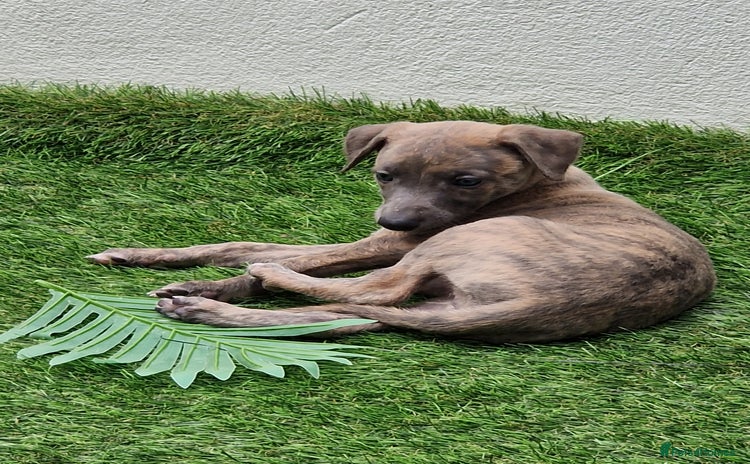 Whippet dogs - Advert 1