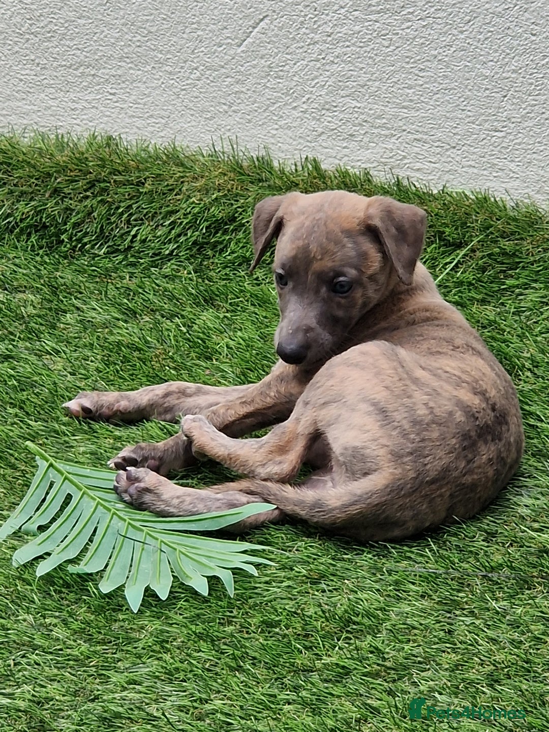 Whippet dogs for sale: Adorable whippet puppies  - Image 1