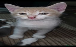 European cats for sale: Kittens ready now  - Image 1
