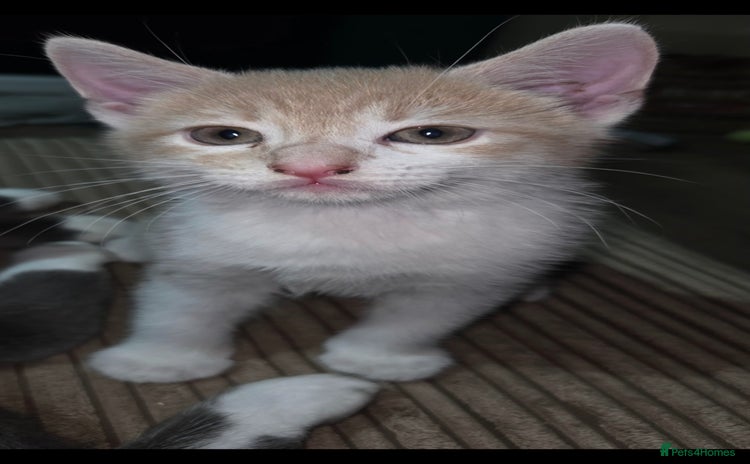 European cats - Advert 1