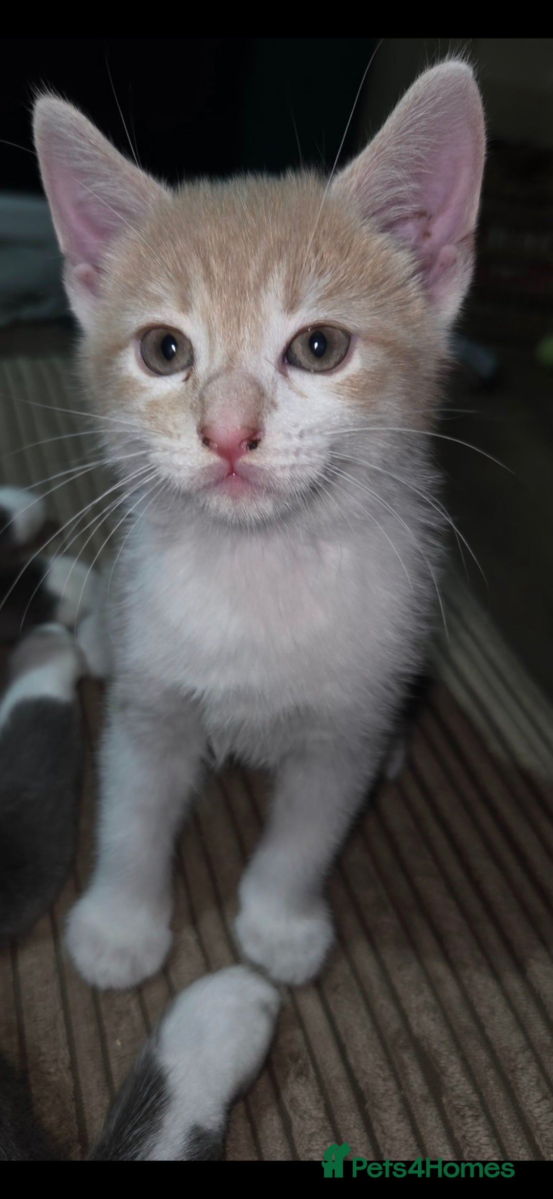 European cats for sale: Kittens ready now  - Image 1