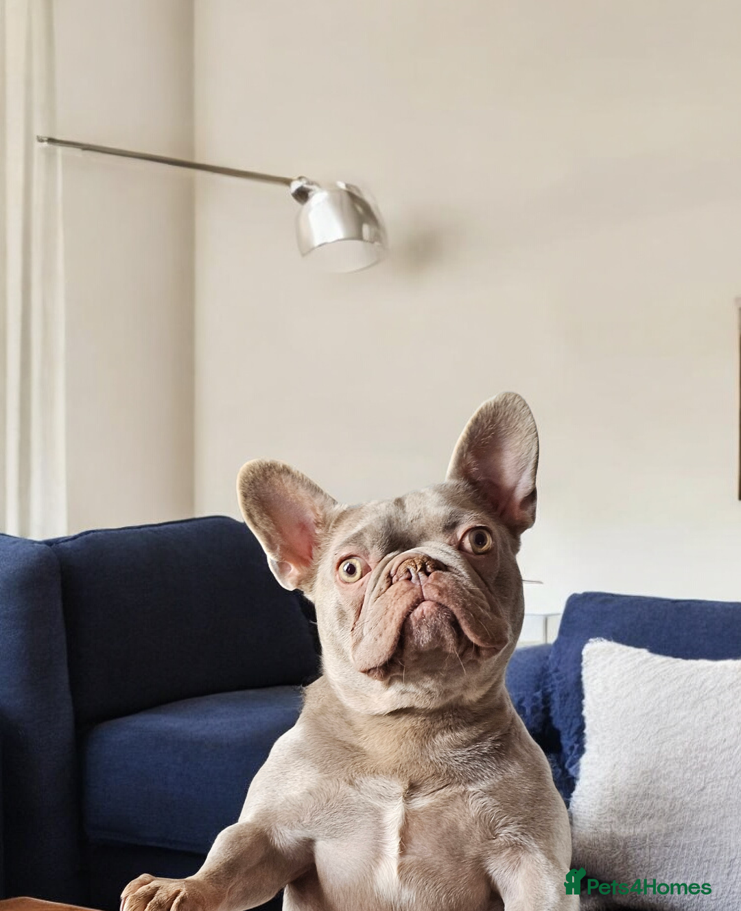 French Bulldog dogs for sale: 🏡 Retired French Bulldog – Wanda 🩷 - Advert 3