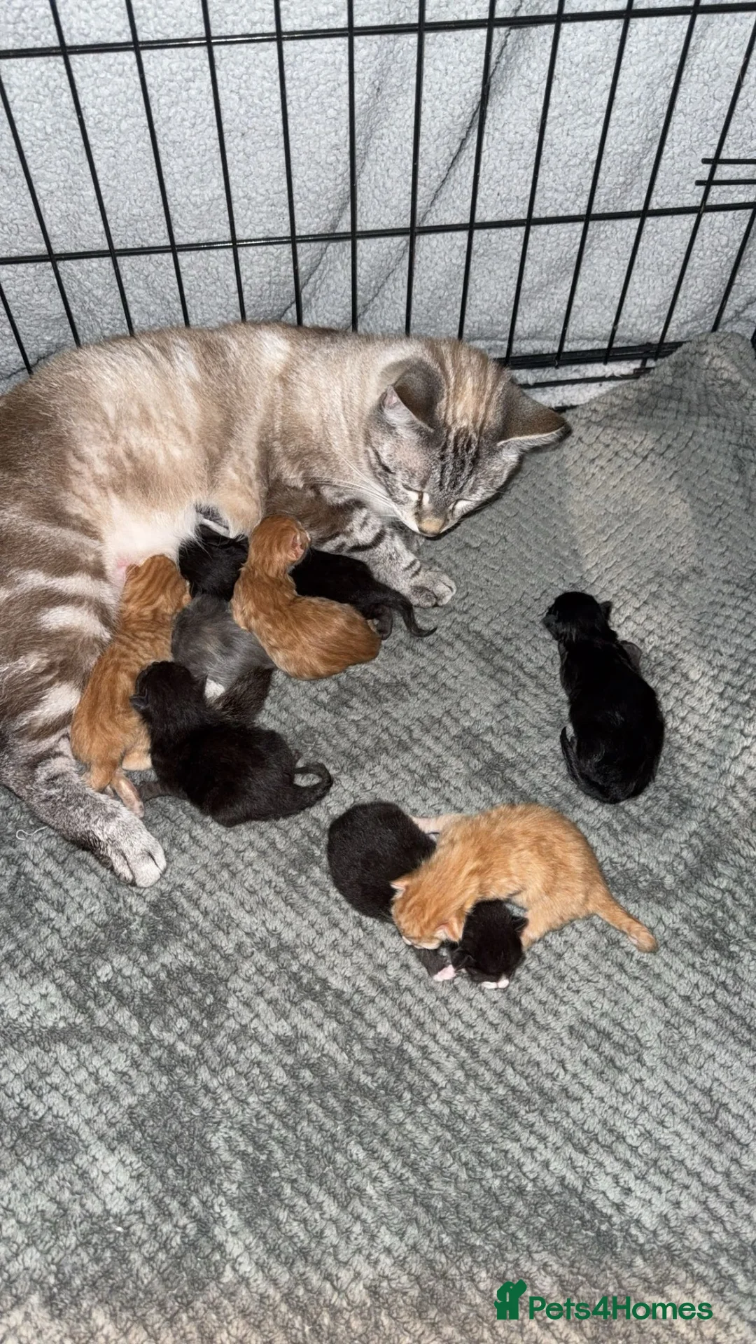 Bengal cats for sale: Bengal cross kittens  - Advert 1