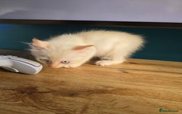 Mixed Breed cats for sale: Two ginger boys and one Flame point - Image 16
