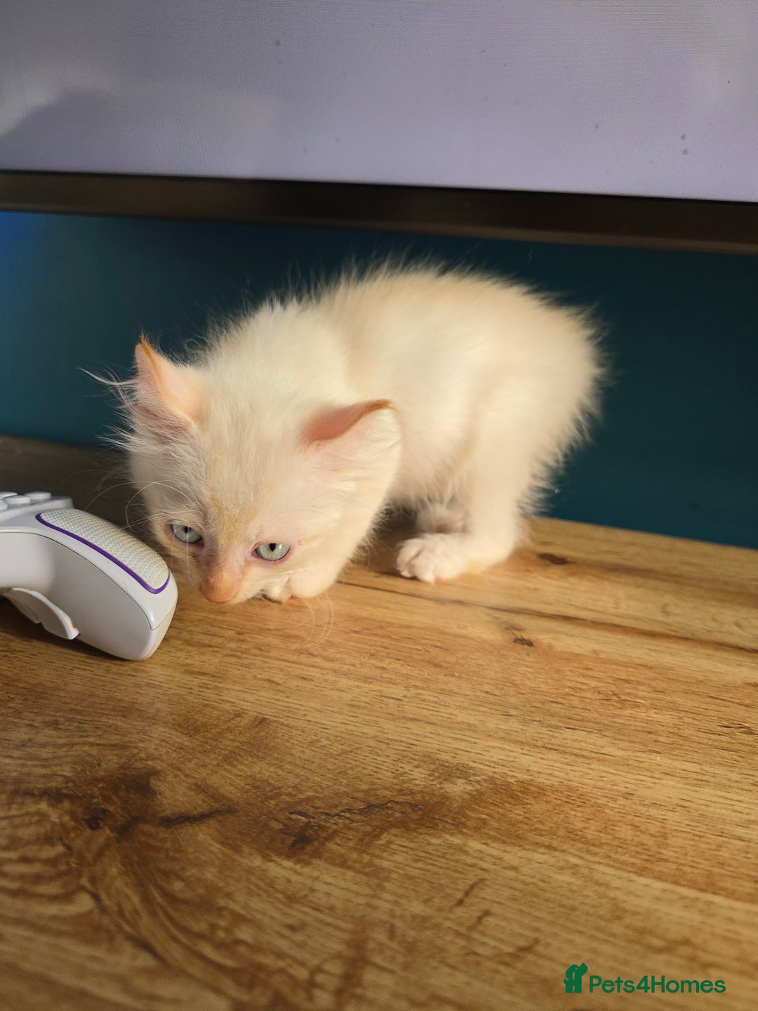 Mixed Breed cats for sale: Two ginger boys and one Flame point - Image 16