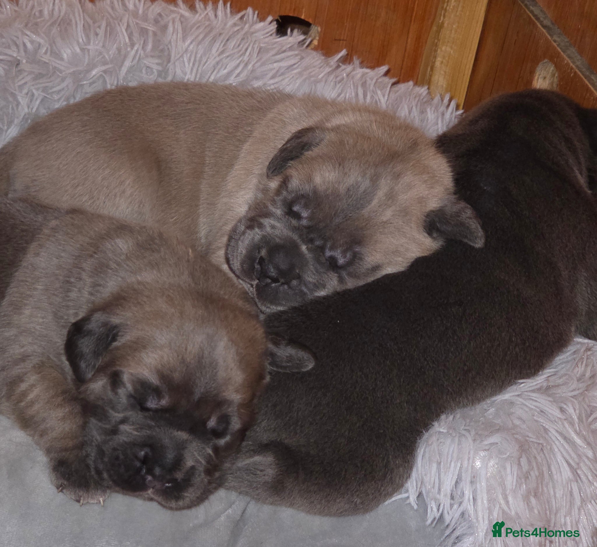 Cane Corso dogs Pure bred Cane Corsos championship pedigree - Advert 6