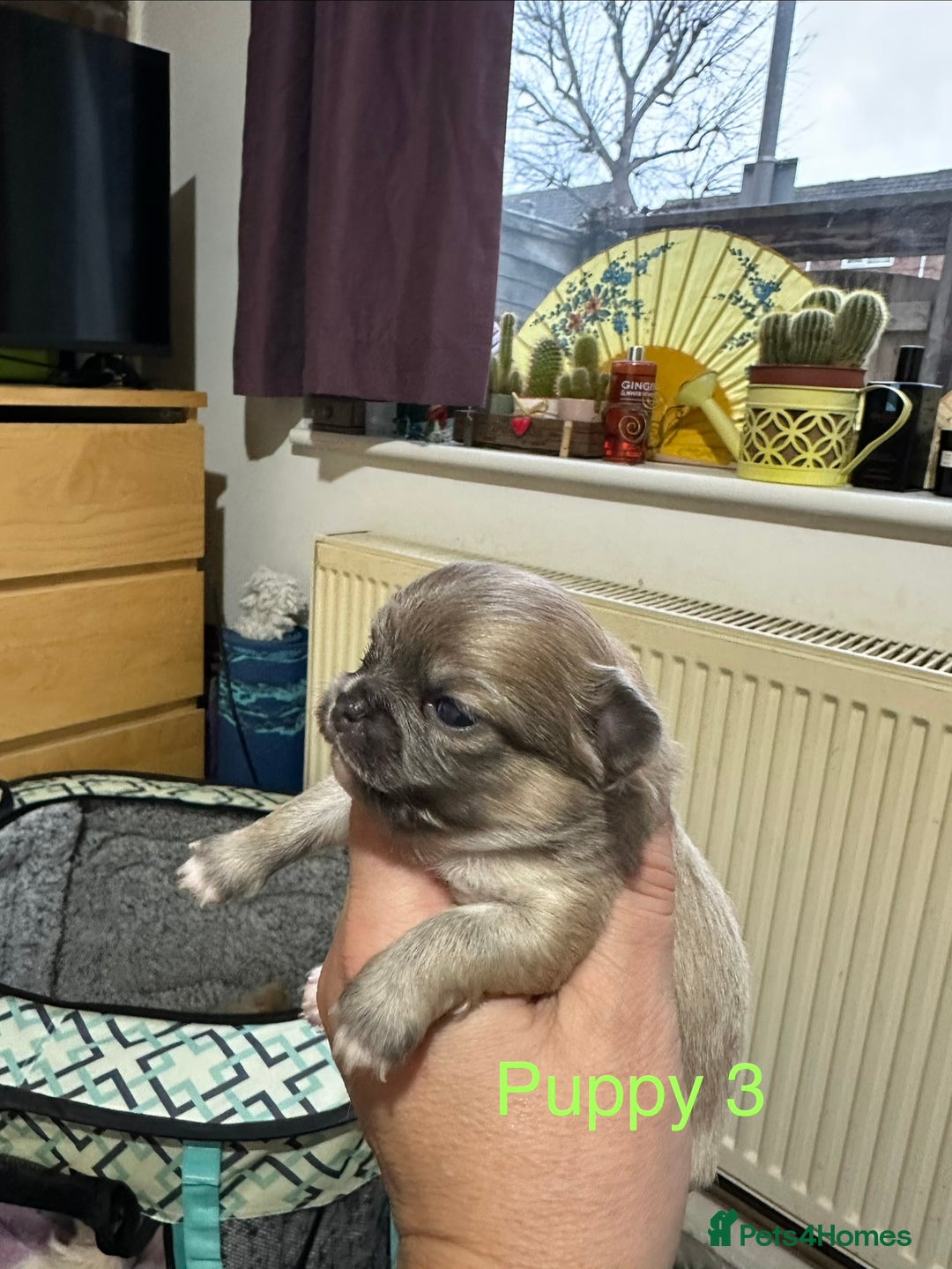 Chihuahua dogs for sale: Pure Chihuahua puppies  - Advert 9