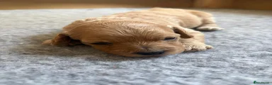 Mixed Breed 2