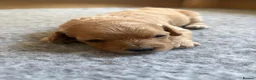 Mixed Breed dogs for sale: Beautiful Golden Cavadoodle Puppies for Sale. - Advert 10