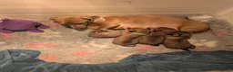Miniature Dachshund dogs for sale: Beautiful Miniature Dachshund Puppies   - Advert 1