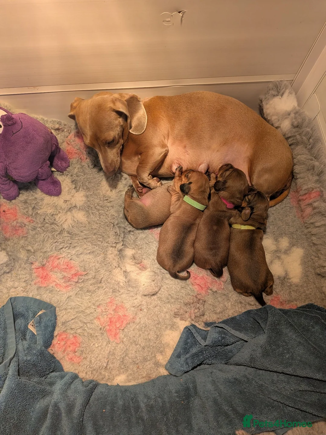 Miniature Dachshund dogs for sale: Beautiful Miniature Dachshund Puppies   - Advert 1