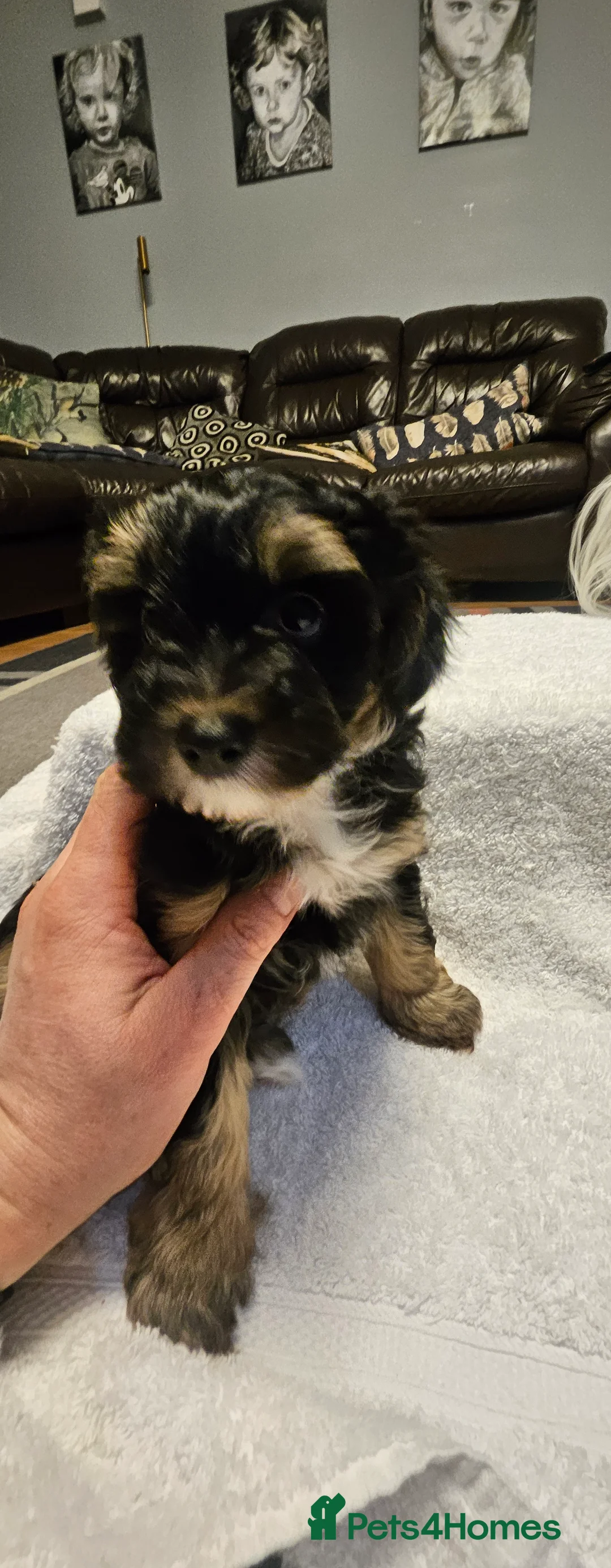 Mixed Breed dogs for sale: Yorkshire terrier X puppies  - Advert 20