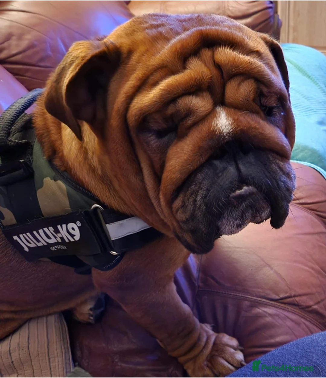 English Bulldog dogs for stud: Red Bulldog Stud - Advert 3