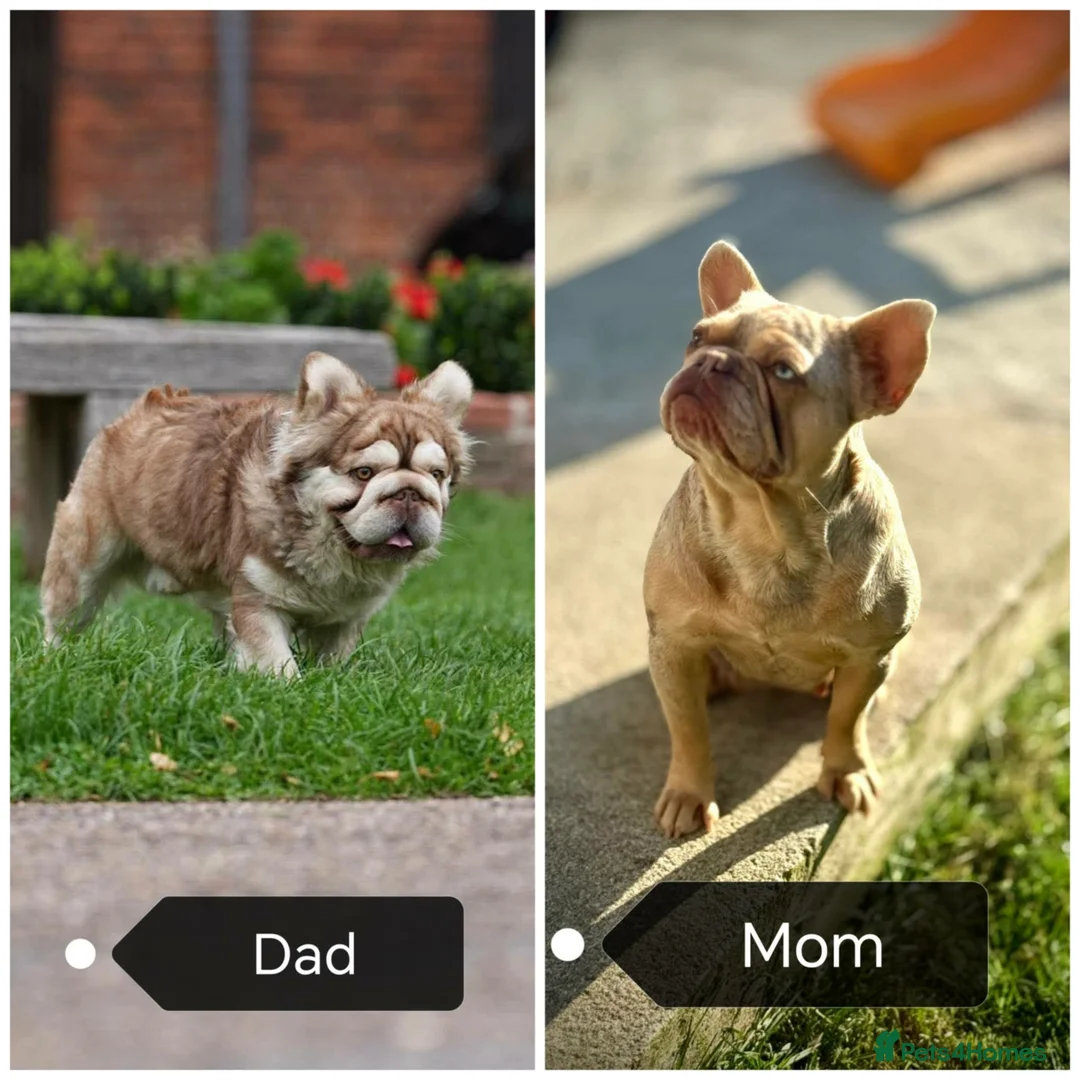 French Bulldog dogs for sale: Fluffy French Bulldog  - Advert 6