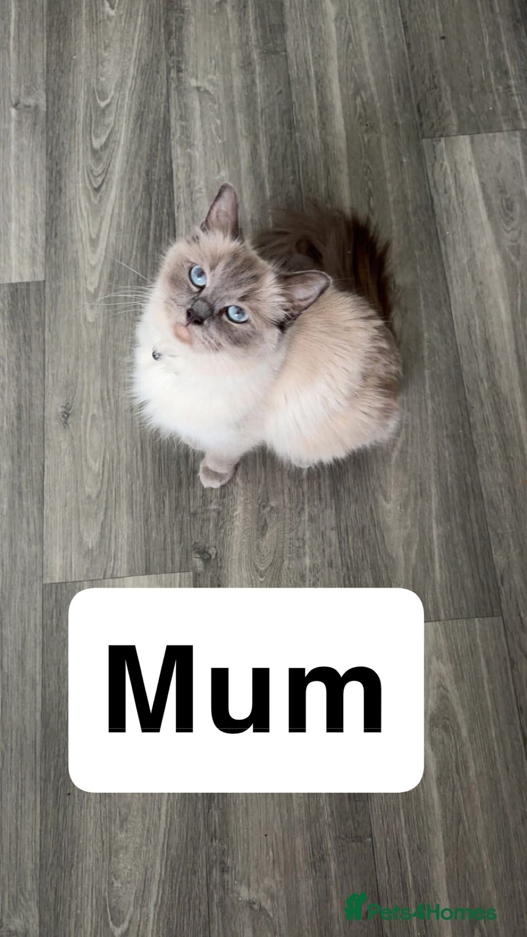 Ragdoll cats for sale: Beautiful ragdoll kittens  - Image 10