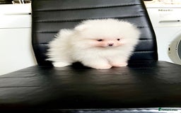 Pomeranian dogs for sale: Teddy face🐼Top quality🏆Very Tiny  - Image 13