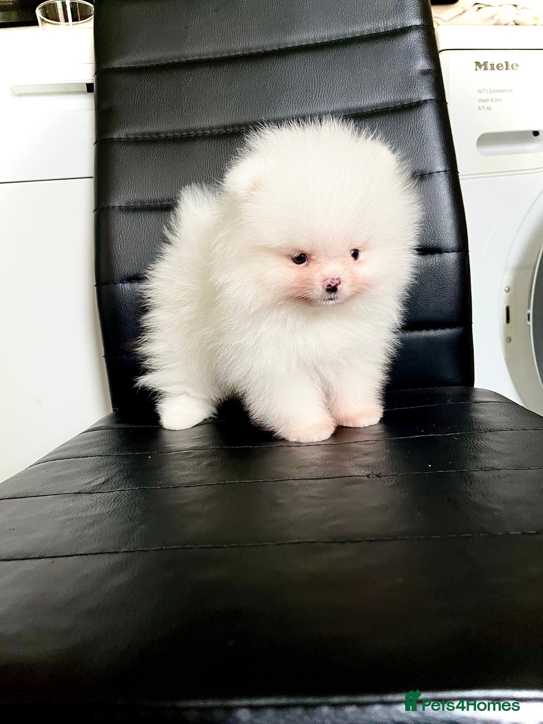 Pomeranian dogs for sale: Teddy face🐼Top quality🏆Very Tiny  - Image 13