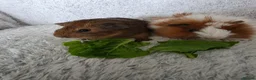 Guinea Pig rodents for sale: Boys rt1 19th july - Advert 2