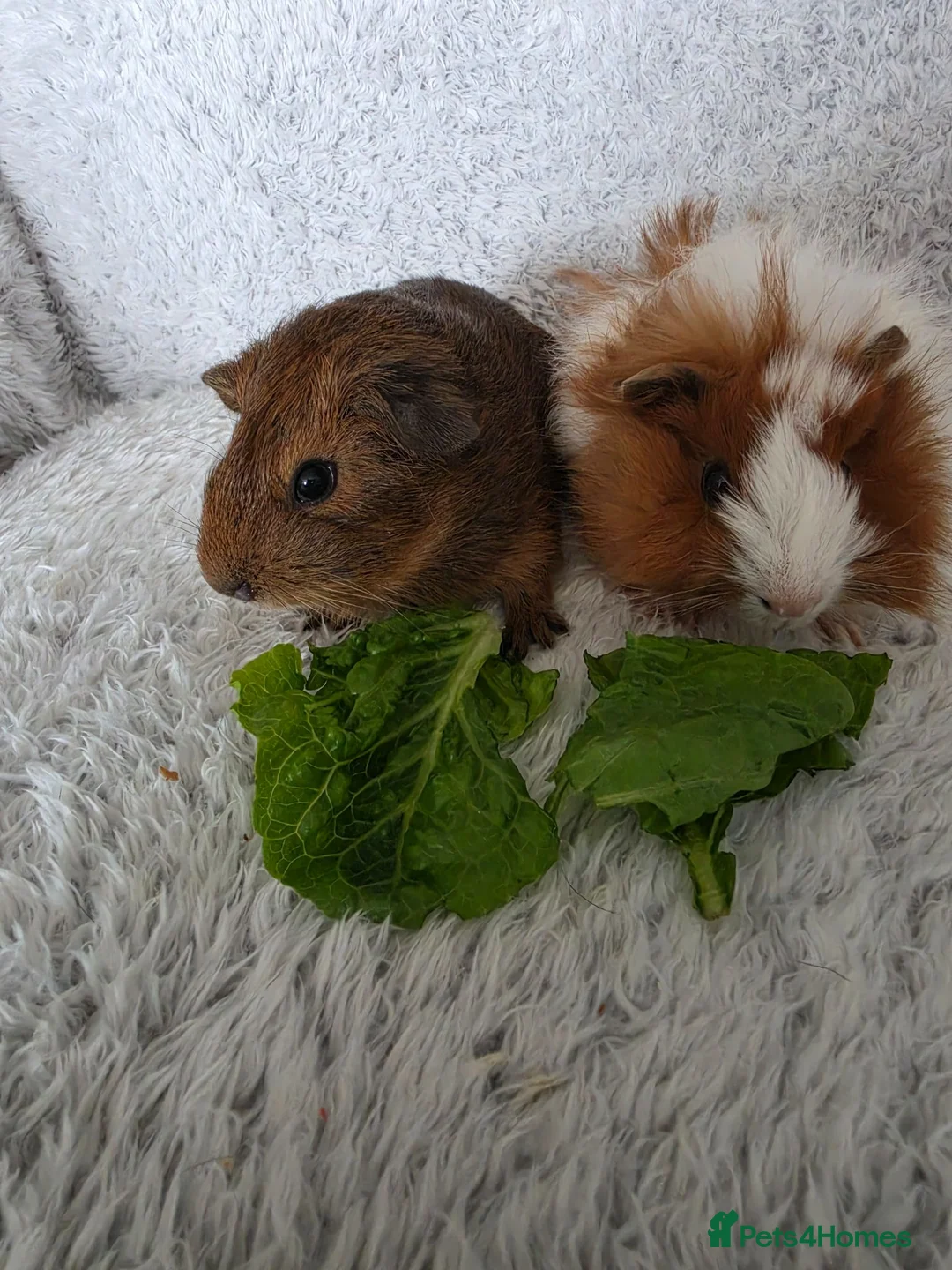 Guinea Pig rodents for sale: Boys rt1 19th july - Advert 2
