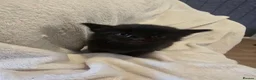 Mixed Breed cats for sale: Four adorable kittens looking for loving homes - Advert 11