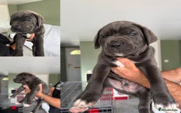Cane Corso dogs for sale: ICCF registered Champion Lines Cane Corso Puppies in Epsom - Image 15