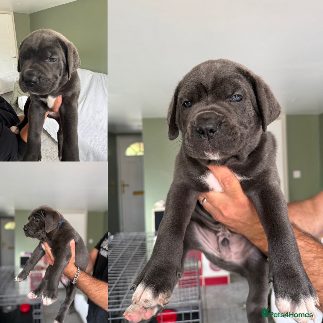Cane Corso dogs for sale: ICCF registered Champion Lines Cane Corso Puppies in Epsom - Image 15