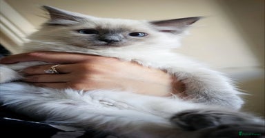 Ragdoll cats - Advert 4