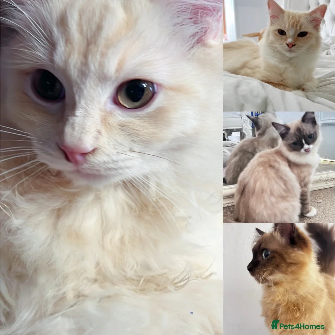 Ragdoll cats for sale: 4 Beautiful and Playful Ragdolls - Advert 1