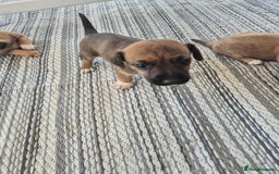 Border Terrier dogs for sale: Border terrier puppies  - Image 7