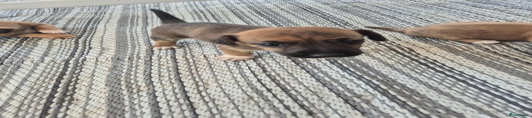Border Terrier Puppy 4