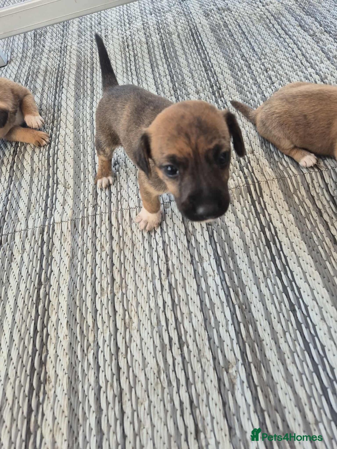Border Terrier dogs for sale: Border terrier puppies  - Image 7
