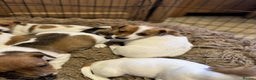 Jack Russell dogs for sale: Stunning litter of true short legged Jack russels  - Advert 4
