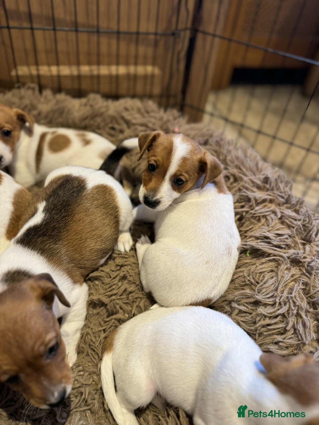 Jack Russell dogs for sale: Stunning litter of true short legged Jack russels  - Advert 4