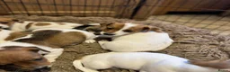Jack Russell dogs for sale: Stunning litter of true short legged Jack russels  - Advert 5