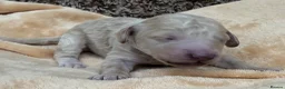 Double Doodle dogs for sale: Sunning littler of Doubledoodle puppies in Grimsby - Advert 15