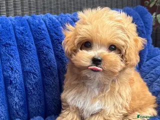 Maltipoo dogs Exceptional F1 Asian Maltipoo puppies - Advert 4