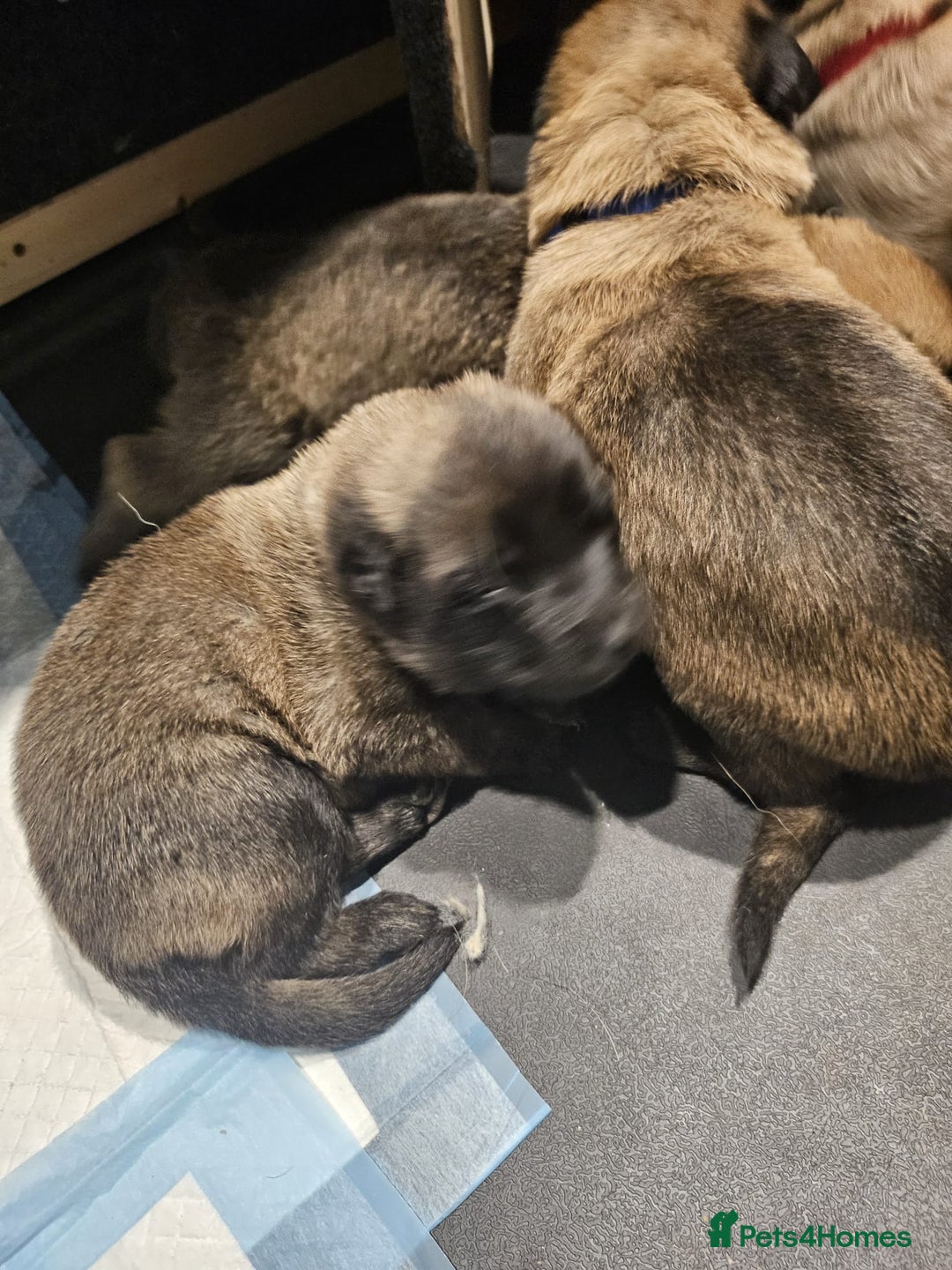 Belgian Shepherd Dog dogs for sale: Belgian Malinois Puppies for Sale 9 available - Advert 10