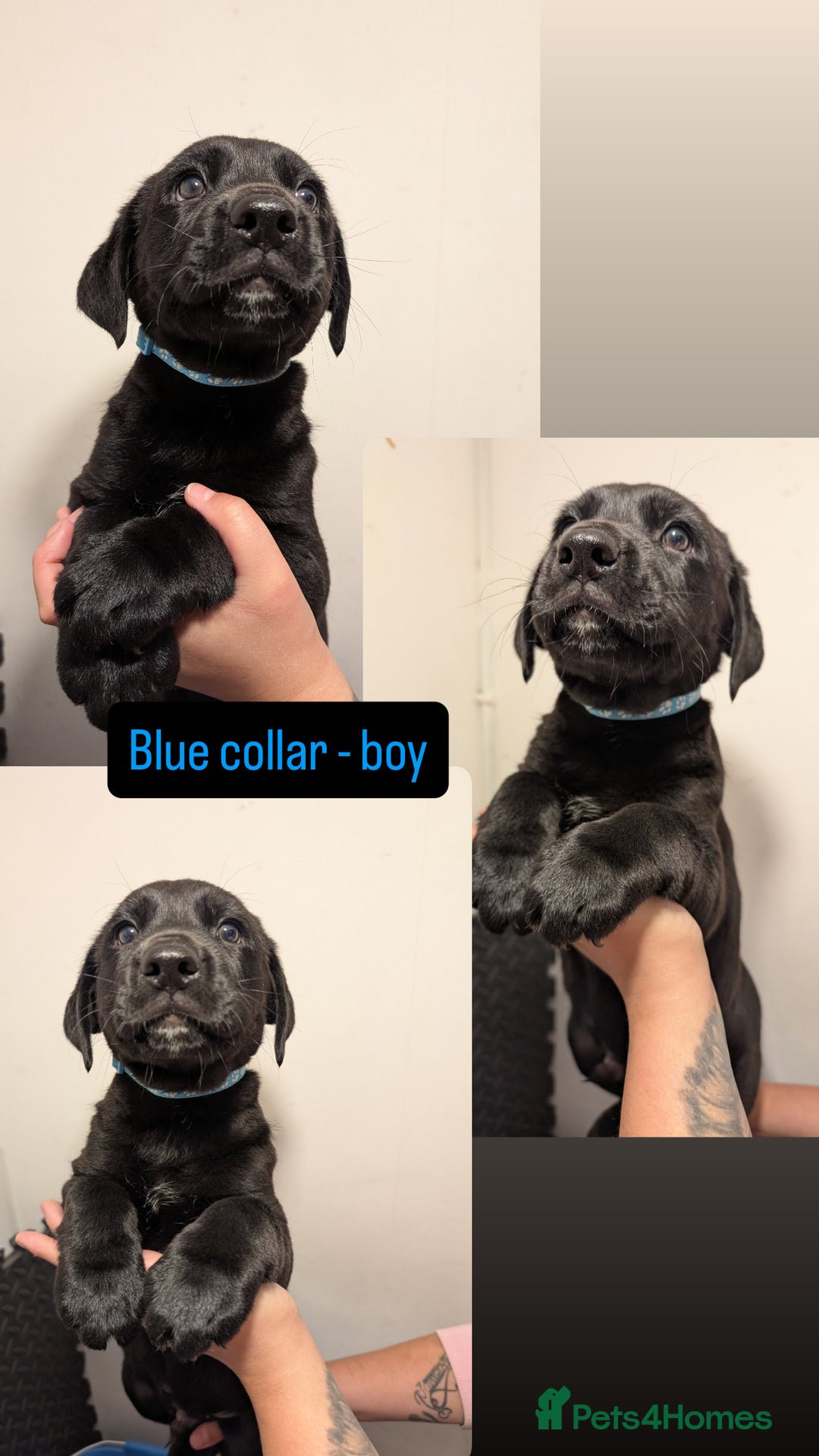 Mixed Breed dogs for sale: 🐶 Stunning German Shepmatian × Rottweiler Puppies - Image 1