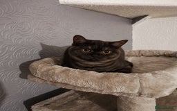 British Shorthair cats for sale: Stunning GCCF reg BSH kittens Ready to leave!! - Image 7