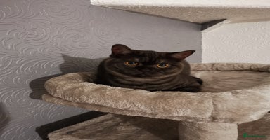 British Shorthair cats - Advert 3