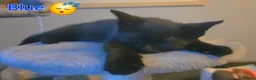 Domestic Shorthair cats for sale: ×2 Black (M) Kittens fully vax flead and dewormed - Advert 6