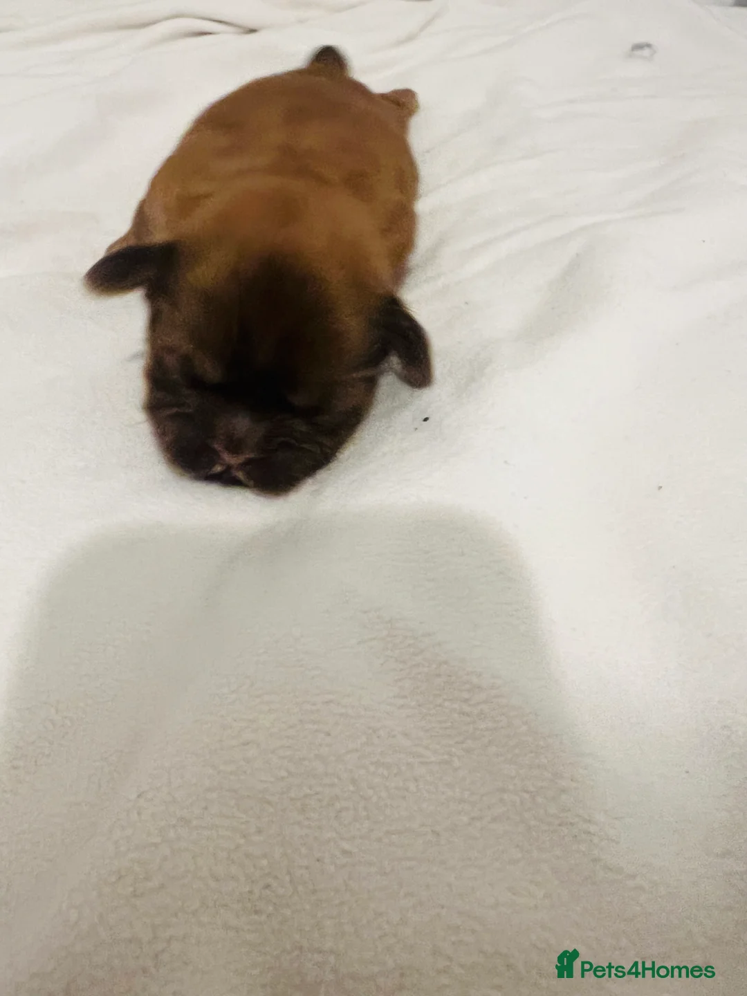 Shih Tzu dogs for sale: READY TO LEAVE GORGEOUS KC girl left - Advert 32